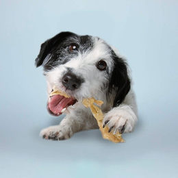 Lammkopfhaut 5x 200g – Bild 1 von 2