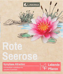 LAWANA Nymphaea Natura Coco "Attraction" - 1 Stk – Bild 1 von 2