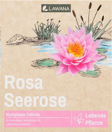 LAWANA Nymphaea Natura Coco "Fabiola" - 1 Stk – Bild 1 von 2