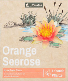 LAWANA Nymphaea Natura Coco "Sioux" - 1 Stk – Bild 1 von 2