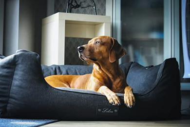 Produktbild von LEBON Carl Plus orthopädisches Hundebett mit Decke 120x90 cm - 120 cm
