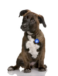 Produktbild von LED Leuchtanhänger in Blau für Hunde und Katzen