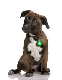 Produktbild von LED Leuchtanhänger in Grün für Hunde und Katzen
