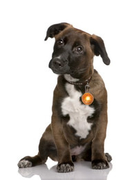 Produktbild von LED Leuchtanhänger in Orange für Hunde und Katzen - 1 Stk.