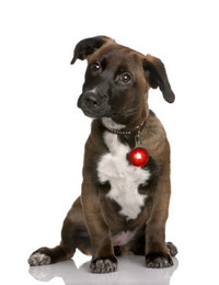 Produktbild von LED Leuchtanhänger in Rot für Hunde und Katzen - 1 Stk.
