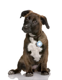 Produktbild von LED Leuchtanhänger Weiß für Hunde und Katzen - 1 Stk.