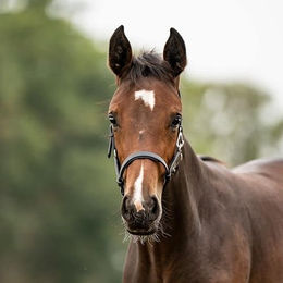 Lederfohlen- und Jährlingshalfter – Bild 1 von 2