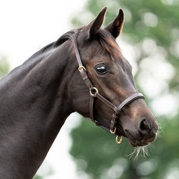 Lederfohlen- und Jährlingshalfter Kavalkade – Bild 1 von 2
