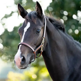 Produktbild von Lederhalfter für Fohlen Kavalkade Yearling
