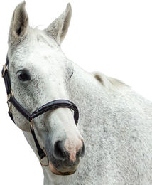 Produktbild von Lederhalfter für Pferde Bridlery Eternity