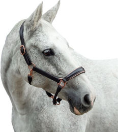 Produktbild von Lederhalfter für Pferde Bridlery Eternity