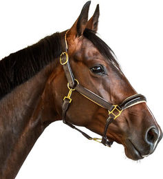 Produktbild von Lederhalfter für Pferde Bridlery Eternity Warmblut