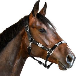 Produktbild von Lederhalfter für Pferde Bridlery