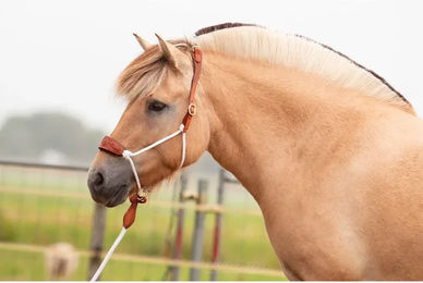 Produktbild von Lederhalfter für Pferde Edix Saddles Resi-lead