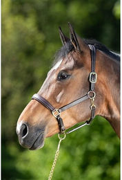 Produktbild von Lederhalfter für Pferde HFI