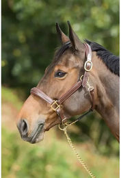 Produktbild von Lederhalfter für Pferde HFI Grooming