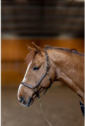 Produktbild von Lederhalfter für Pferde HFI Little Groom