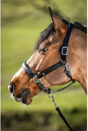 Produktbild von Lederhalfter für Pferde HFI Two-Tone