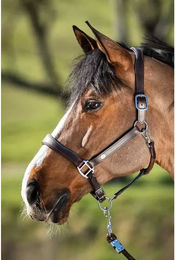 Produktbild von Lederhalfter für Pferde HFI Two-Tone