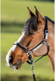 Produktbild von Lederhalfter für Pferde HFI Two-Tone