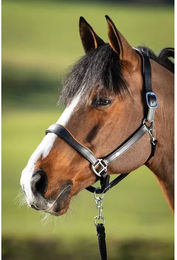 Produktbild von Lederhalfter für Pferde HFI Two-Tone