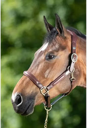 Produktbild von Lederhalfter für Pferde HFI Wave