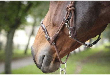 Produktbild von Lederhalfter für Pferde Pénélope Éthologique