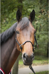 Produktbild von Lederhalfter für Pferde Pénélope Éthologique