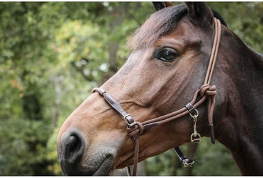 Produktbild von Lederhalfter für Pferde Pénélope Point Sellier