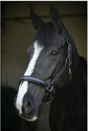 Produktbild von Lederhalfter für Pferde Pénélope Point Sellier