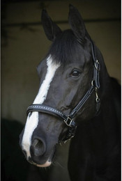 Produktbild von Lederhalfter für Vollblüter Pénélope Point Sellier