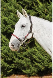 Produktbild von Lederhalfter Kincade für Pferde