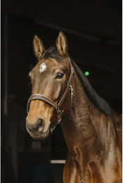 Produktbild von Lederriemen für Pferde Norton Rock