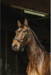 Produktbild von Lederriemen für Pferde Norton Rock