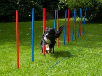 Produktbild von Lemodo Agility-Slalom Slalom-Stangen 12er Set