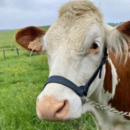 Produktbild von Licol Américain Kamer