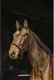 Produktbild von Licol pour cheval cuir Norton Pro