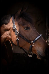 Produktbild von Licol pour cheval cuir Pénélope Harmonie