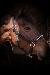 Produktbild von Licol pour cheval cuir Pénélope Harmonie