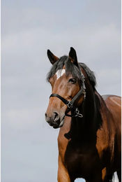 Produktbild von Licol pour cheval cuir Riding World Cushion