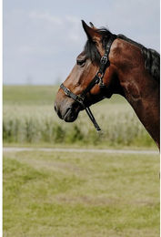 Produktbild von Licol pour cheval Norton Educatif