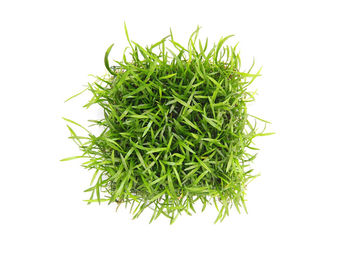 Produktbild von Lilaeopsis brasiliensis 9 x 9 Centimeter Pad