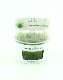 Produktbild von Lilaeopsis brasiliensis In-Vitro