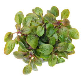 Produktbild von Lobelia cardinalis 'Mini' Topf