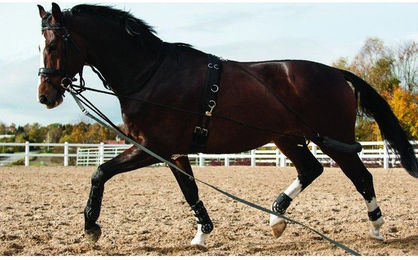 Produktbild von Longe HorseGuard System