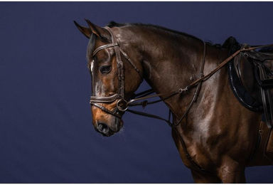 Produktbild von Longe Reiten Karabinerhaken Covalliero Classy