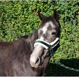 Produktbild von Longe Reiten Schockemöehle Catch