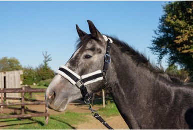 Produktbild von Longe Reiten Schockemöehle Panic