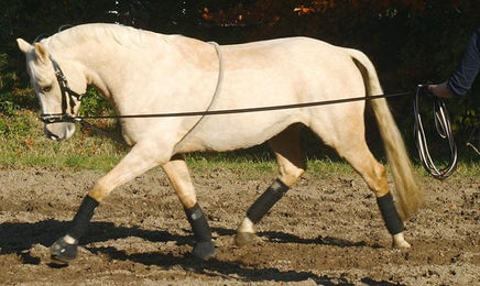 Produktbild von Longierhilfe Cotton XL