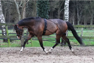 Produktbild von Longierhilfe Pessoa Horka